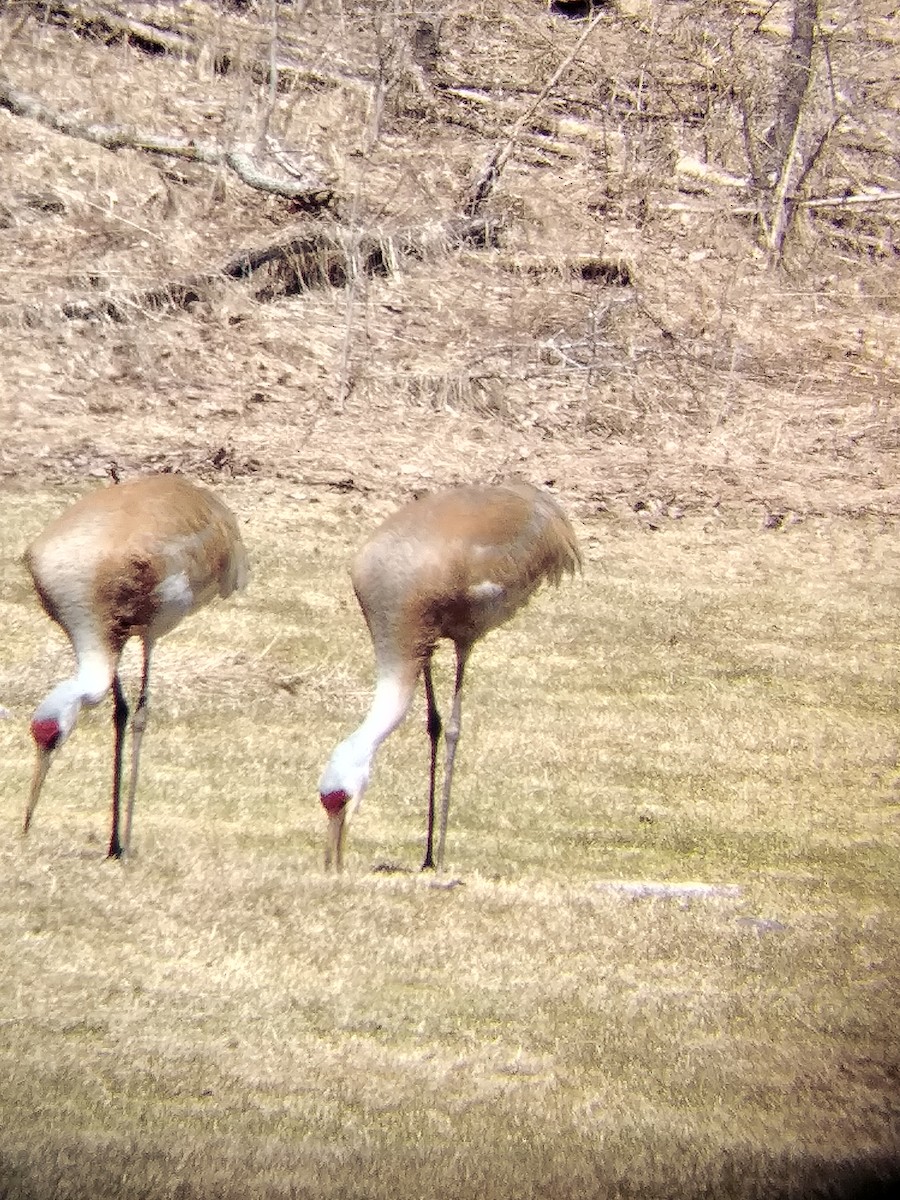 Sandhill Crane - ML555064591