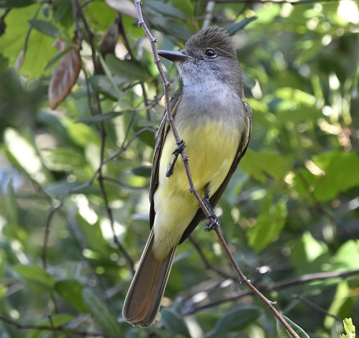 Great Crested Flycatcher - ML555065501