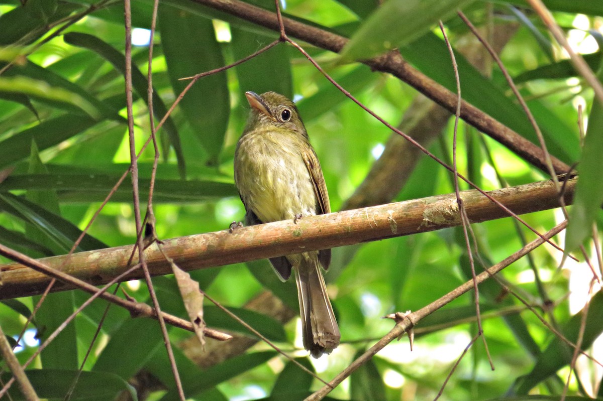 Western/Eastern Olivaceous Flatbill - ML555065531