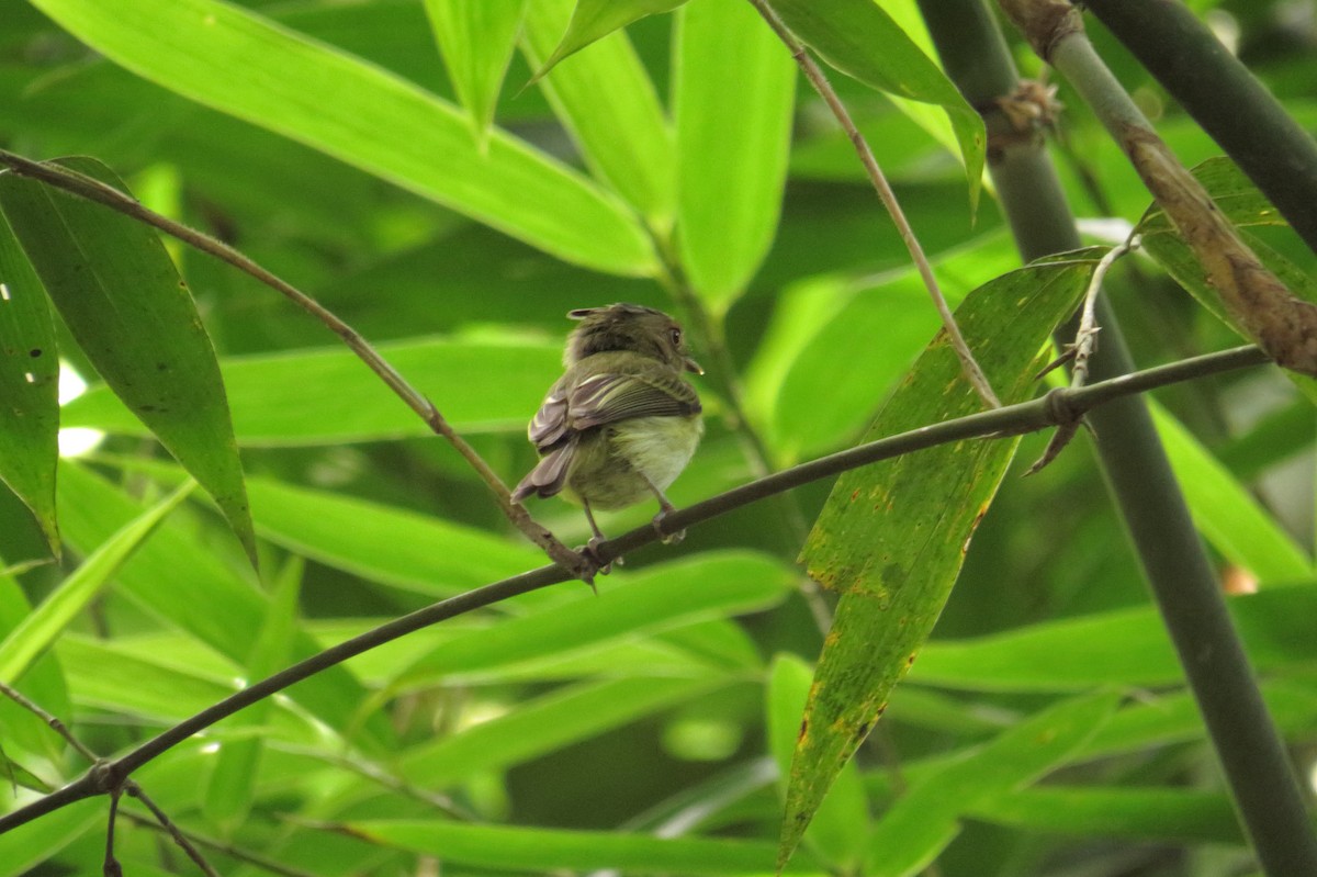 Long-crested Pygmy-Tyrant - Tomaz Melo