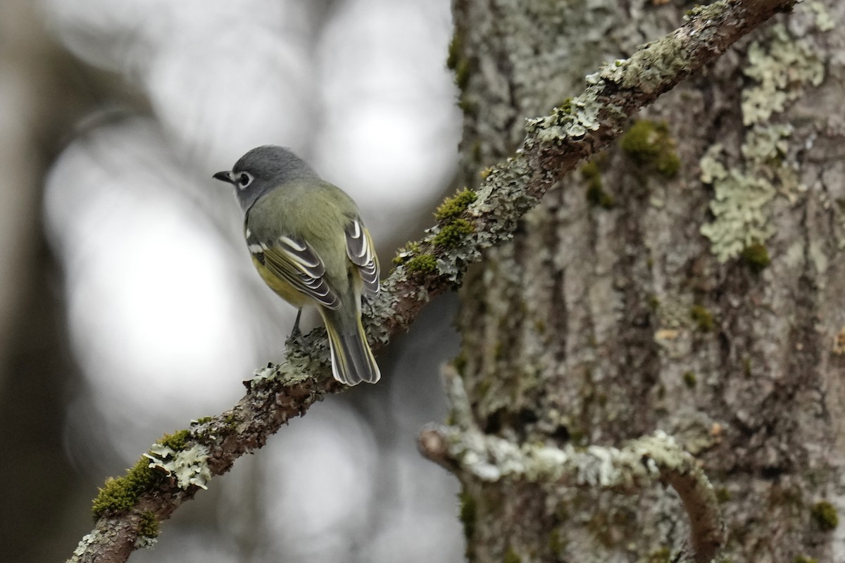 Blue-headed Vireo - ML555065911