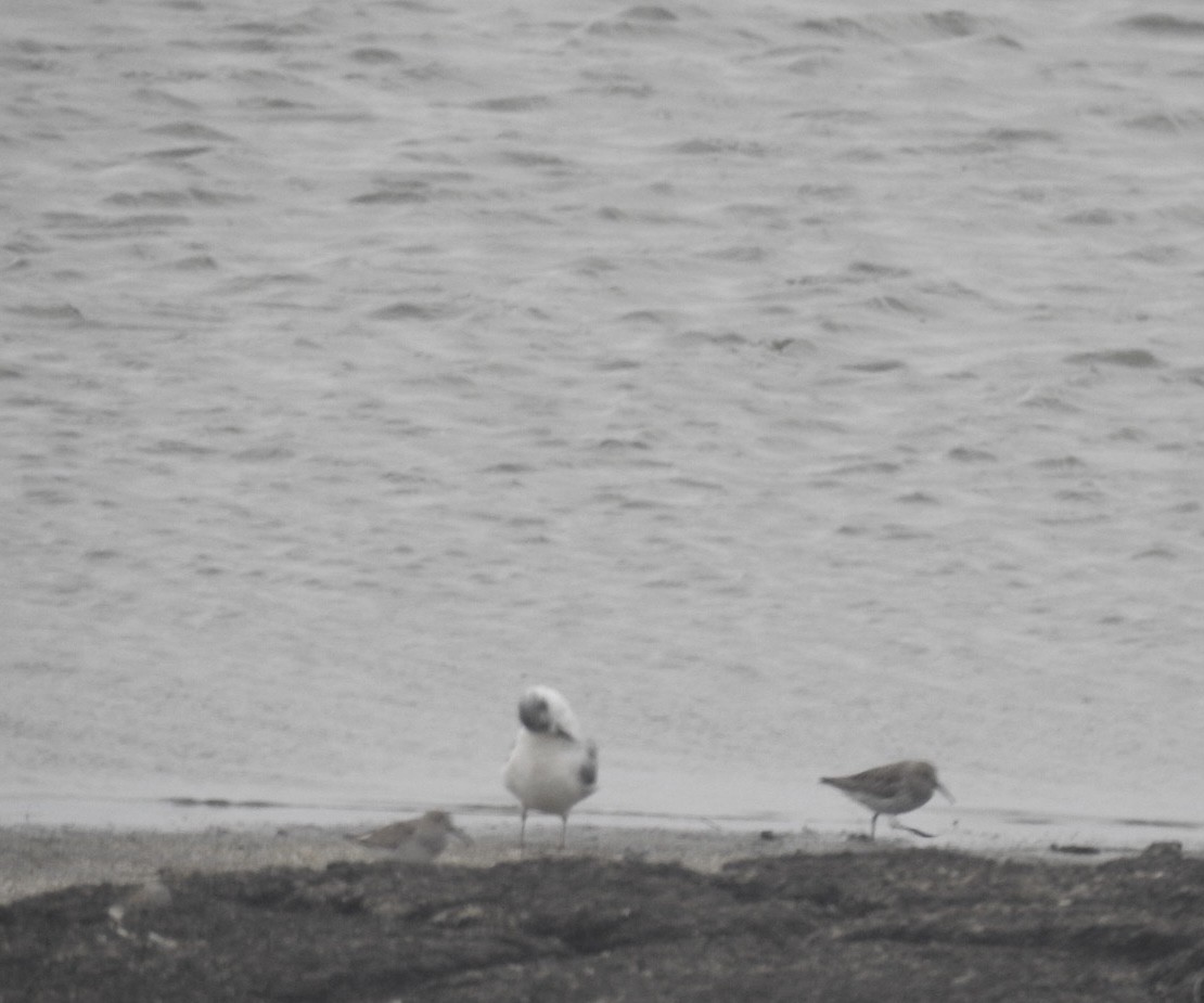 Bonaparte's Gull - ML555065931