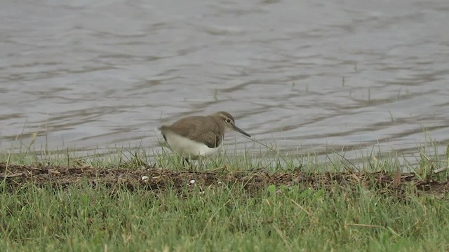 Common Sandpiper - ML555066351