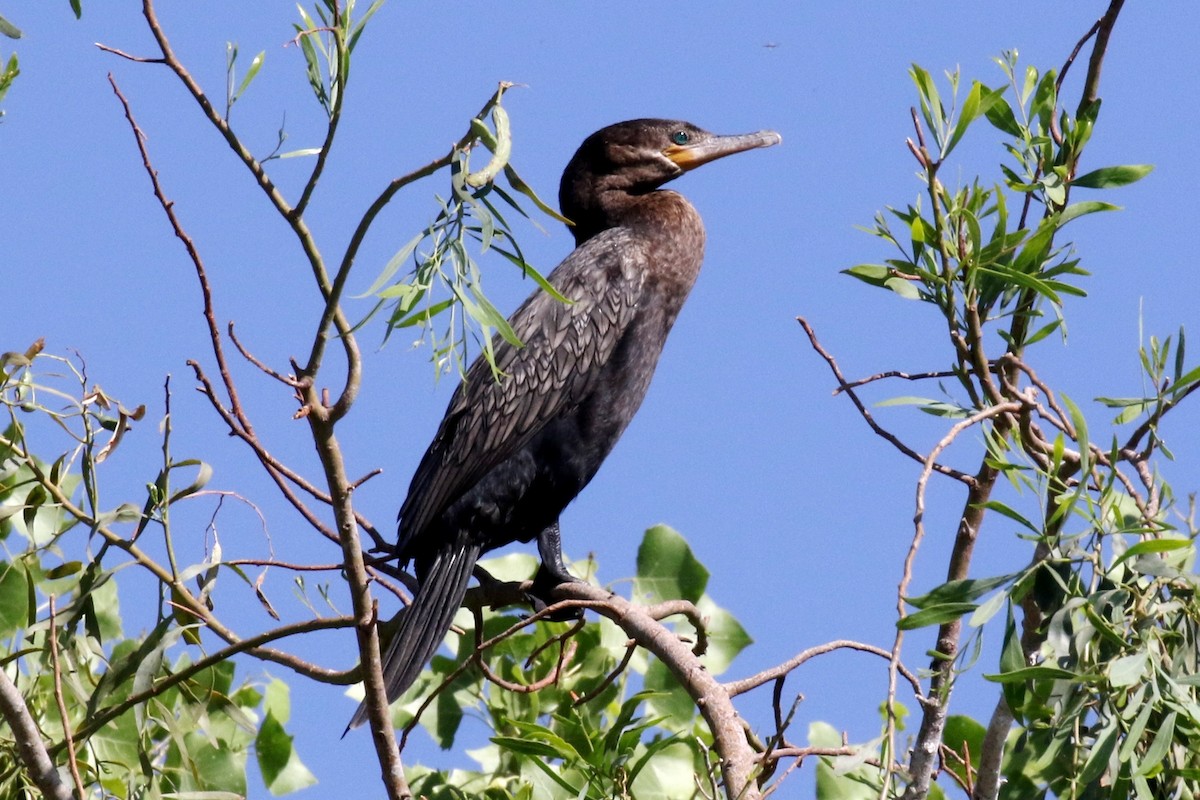 Cormoran vigua - ML55506641