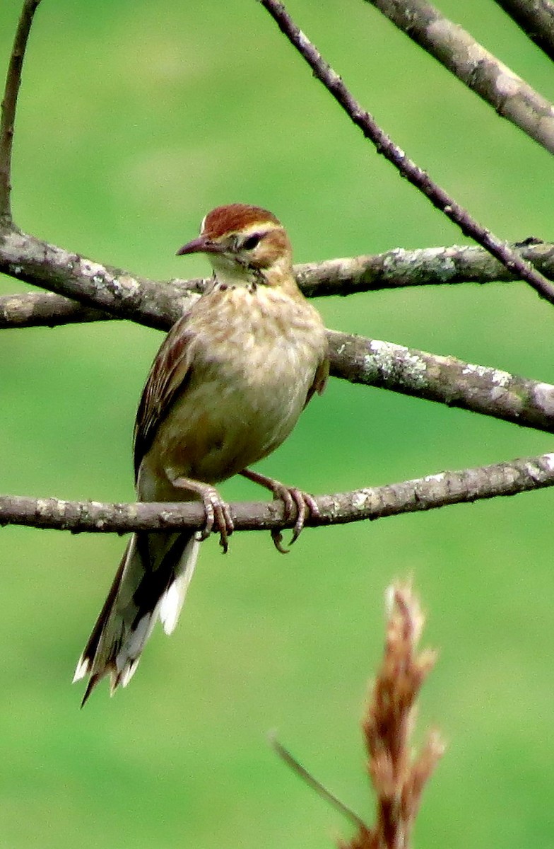 ニワカマドドリ - ML555068521