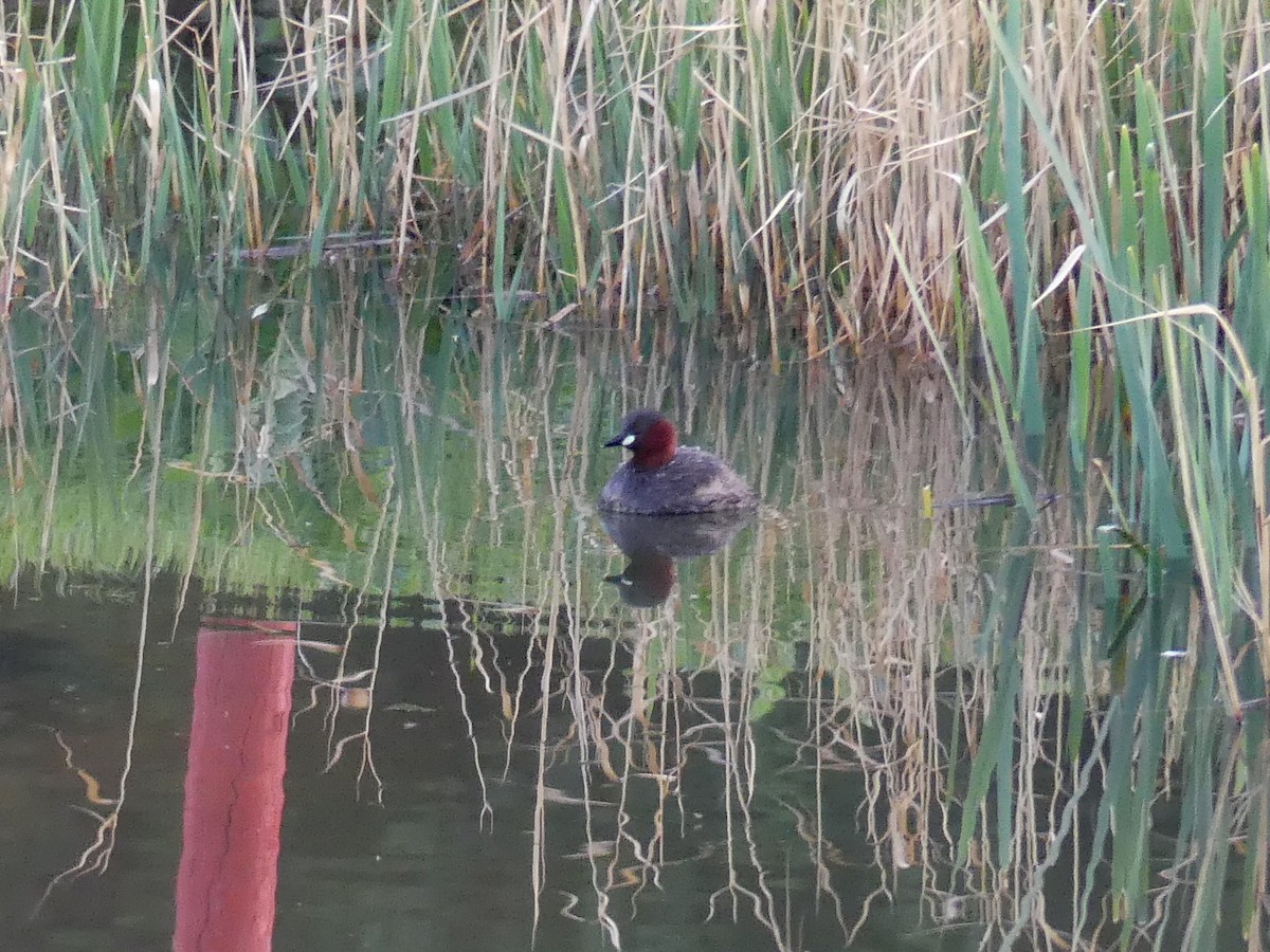 Little Grebe - ML555068781