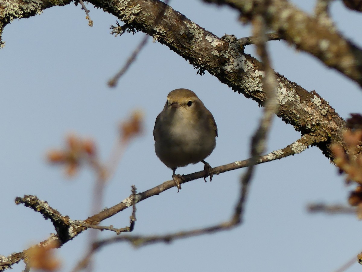 Western Bonelli's Warbler - ML555068951