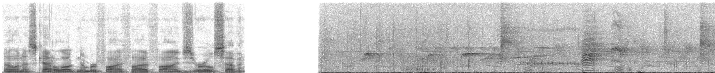 zoborožec černobílý - ML55507