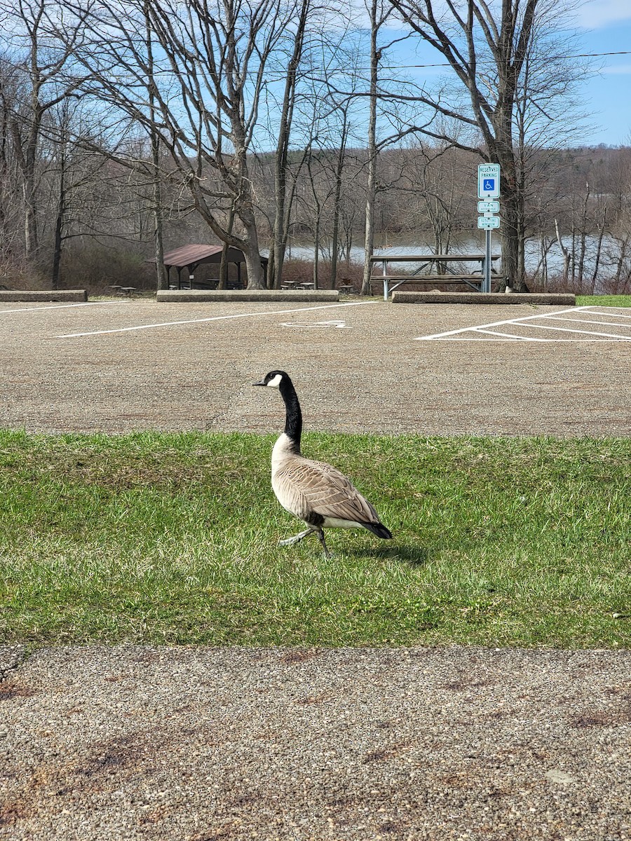 Canada Goose - ML555070441