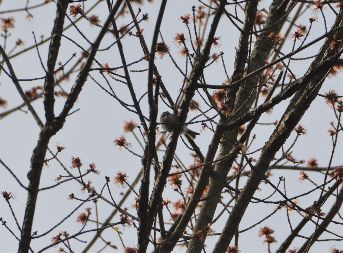 Roitelet à couronne dorée - ML555070741