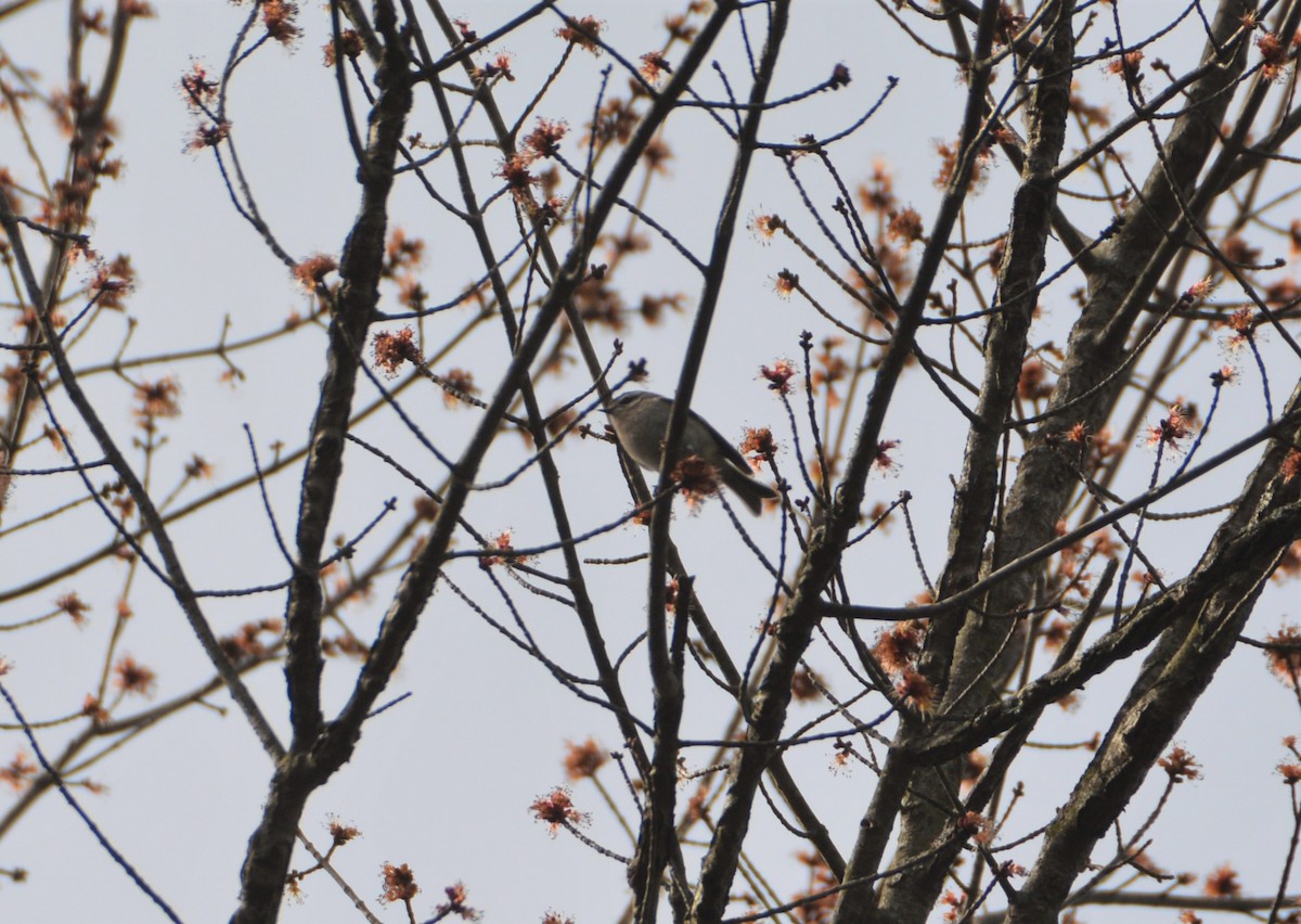 Golden-crowned Kinglet - ML555070751