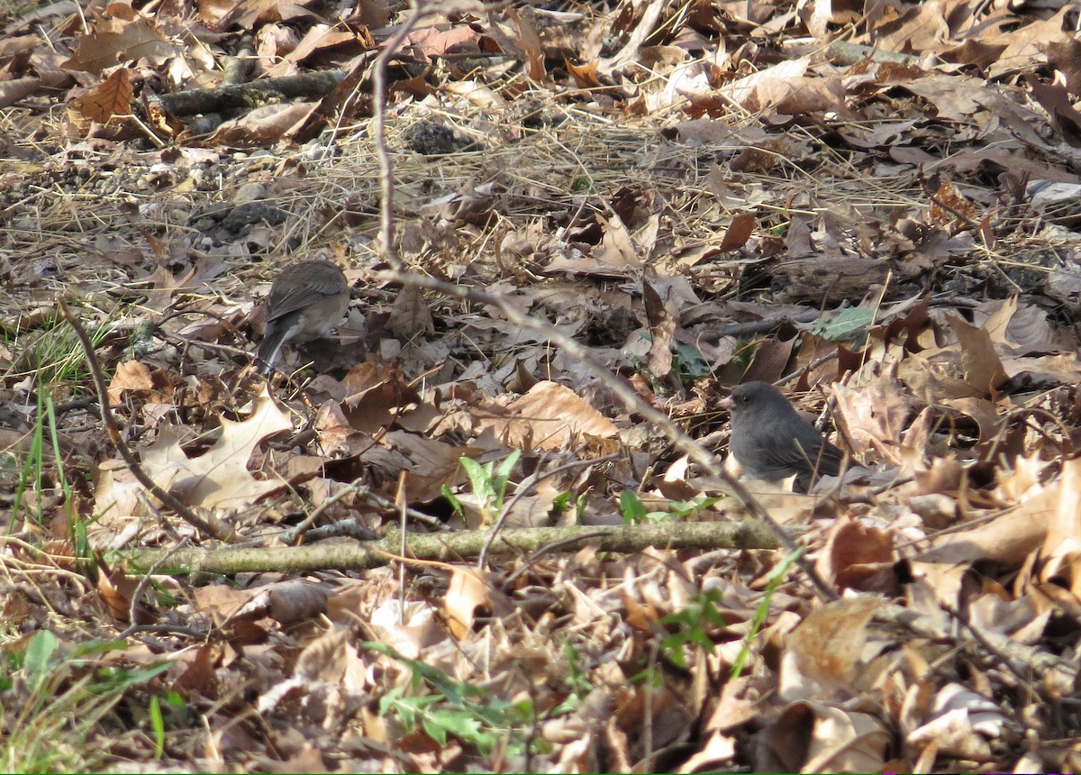 Dark-eyed Junco - ML555071041