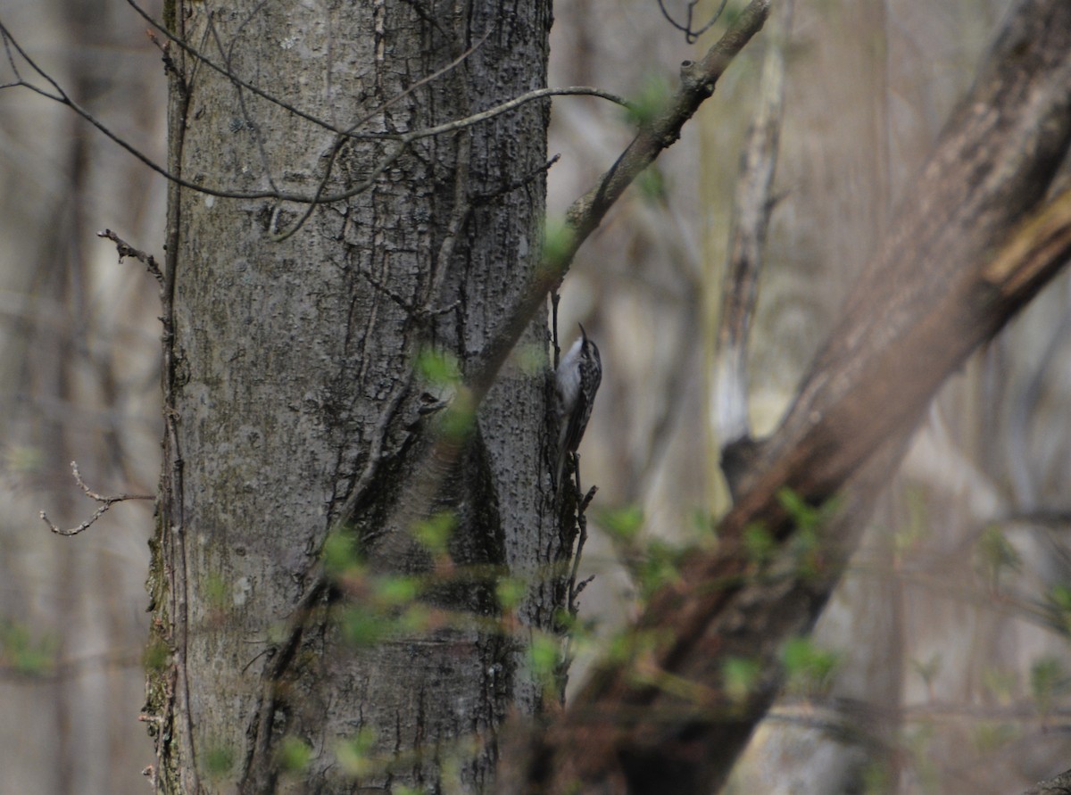 Brown Creeper - ML555071141