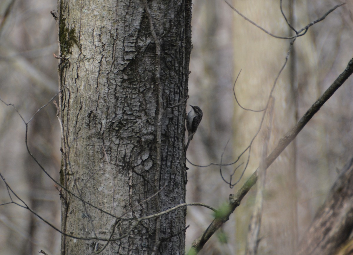 Brown Creeper - ML555071161