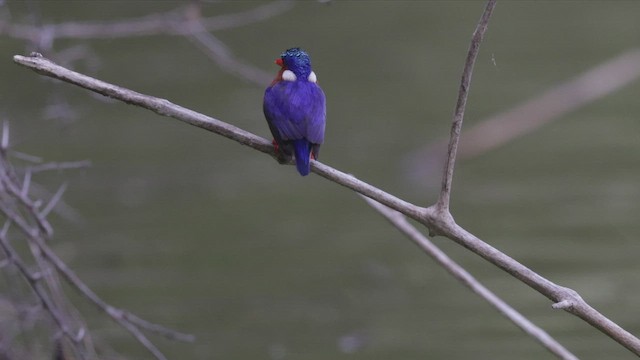 Malachite Kingfisher - ML555071551