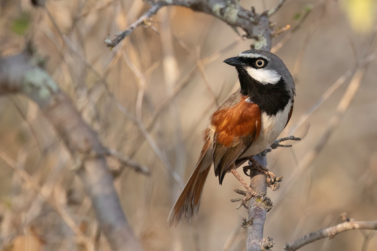 Red-shouldered Vanga - Chris Venetz | Ornis Birding Expeditions