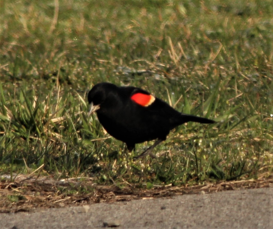 Red-winged Blackbird - ML555071751