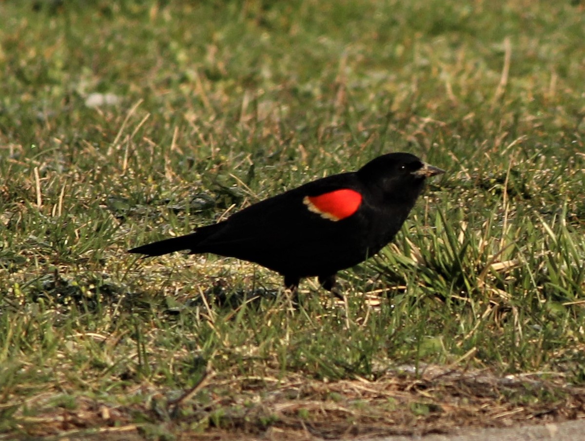Red-winged Blackbird - ML555071761