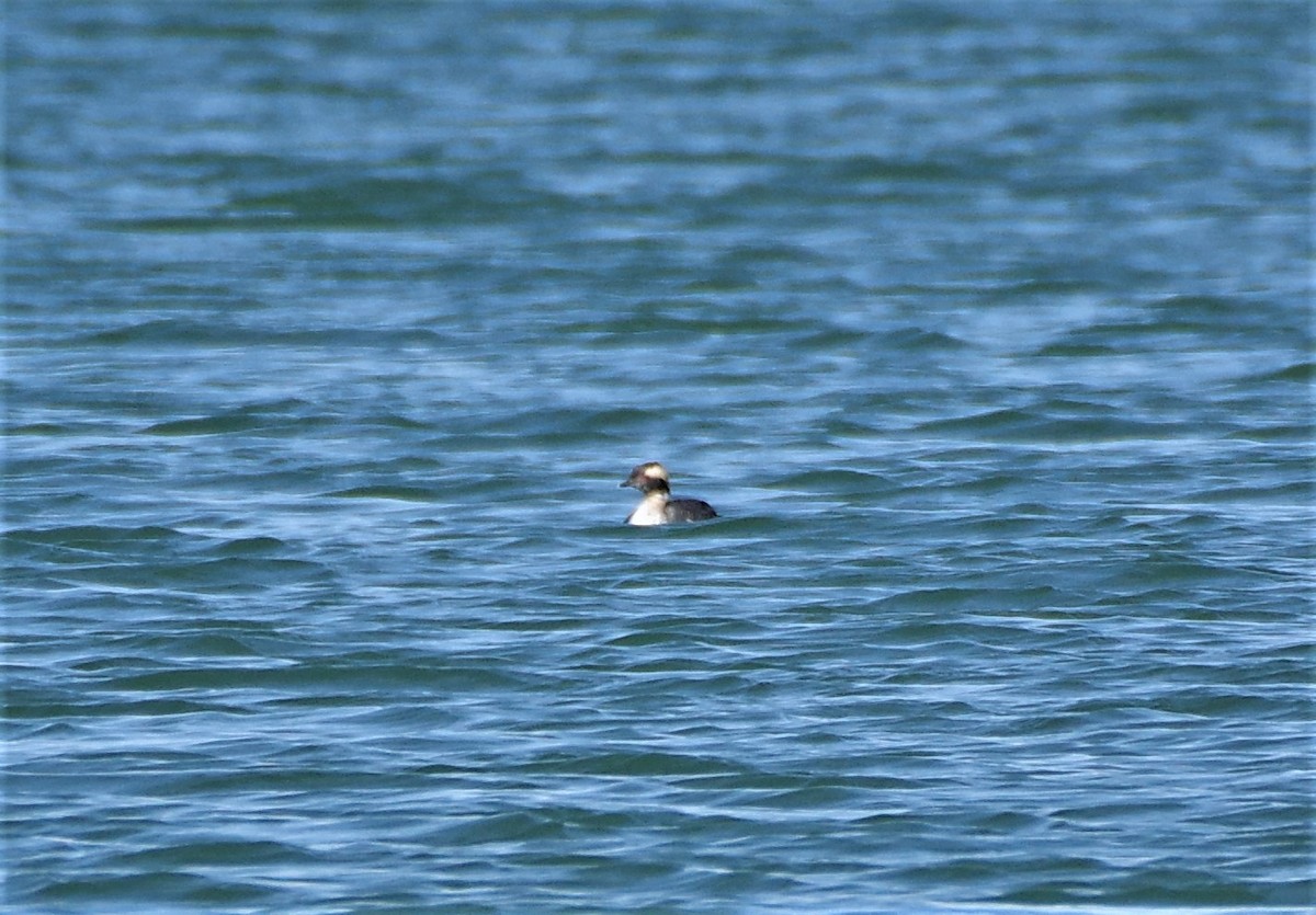 Horned Grebe - ML555072371