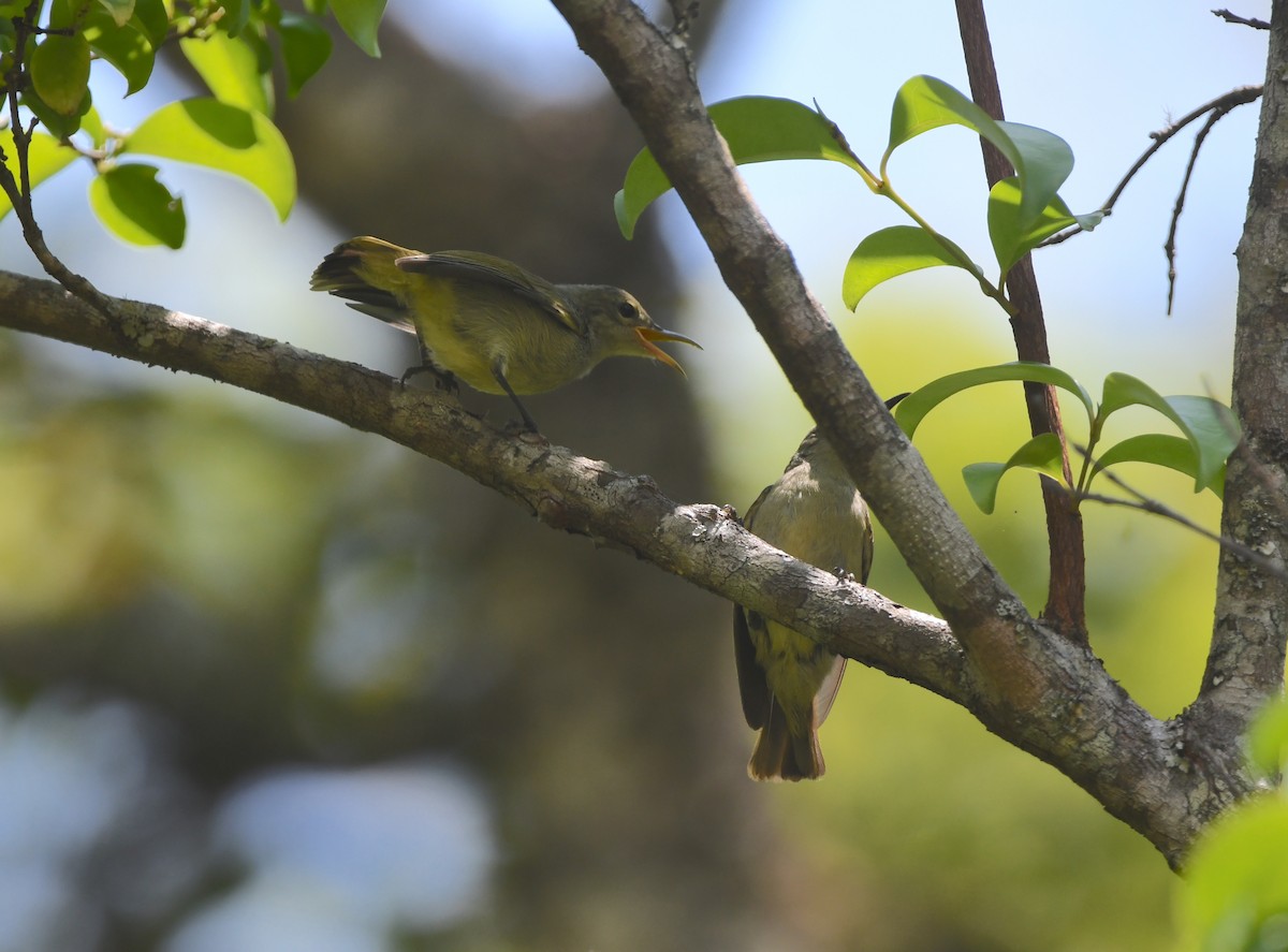 Bates's Sunbird - ML555072391