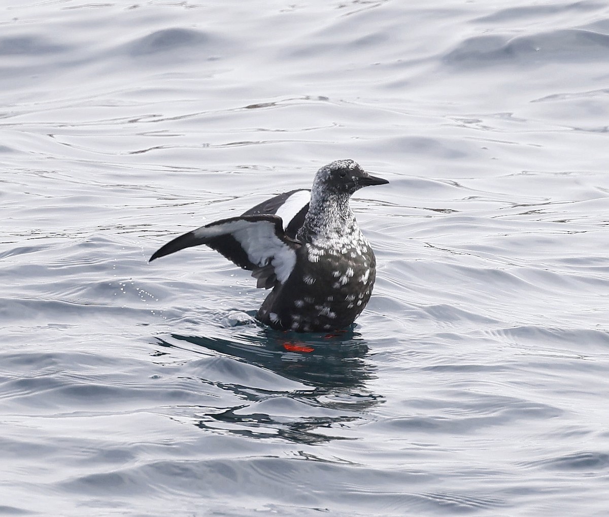 Black Guillemot - ML555075351