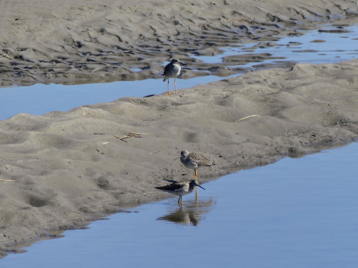 Greater Yellowlegs - ML555076541