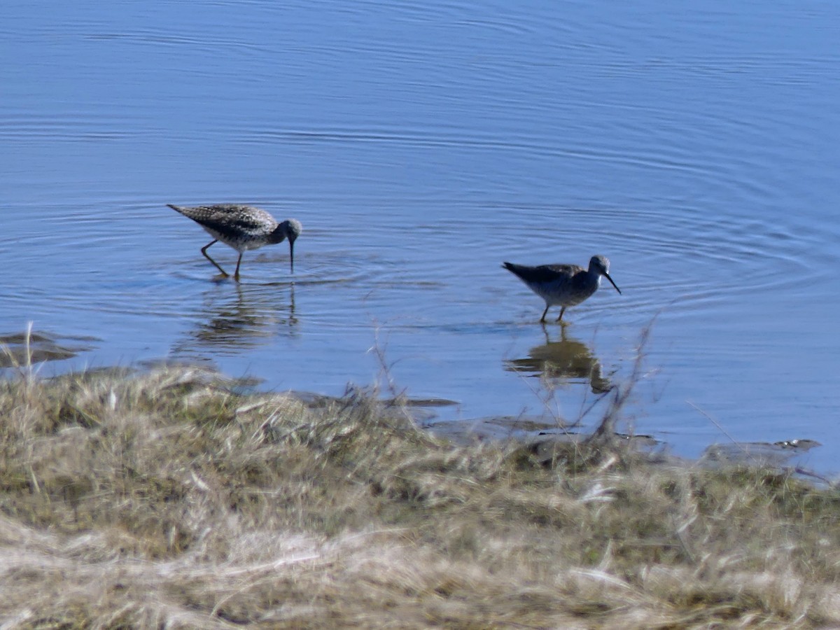 Greater Yellowlegs - ML555076561