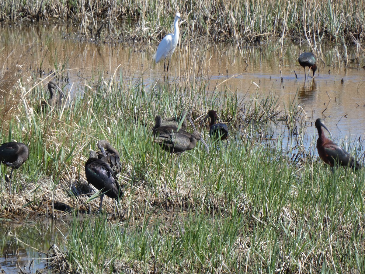 Glossy Ibis - ML555076931