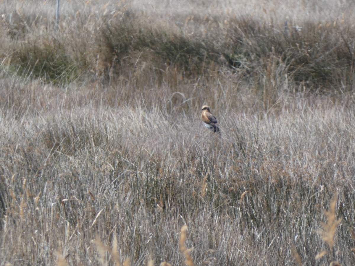 Western Marsh Harrier - ML555077461