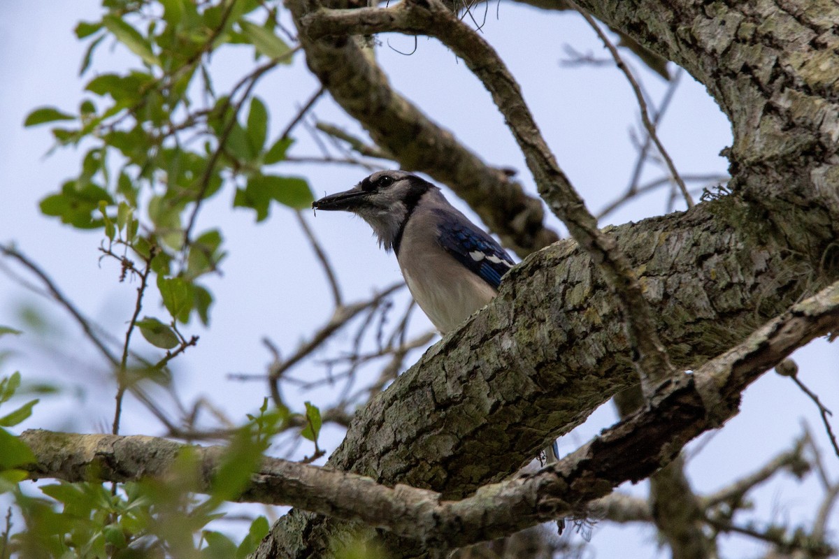 Blue Jay - ML555077711