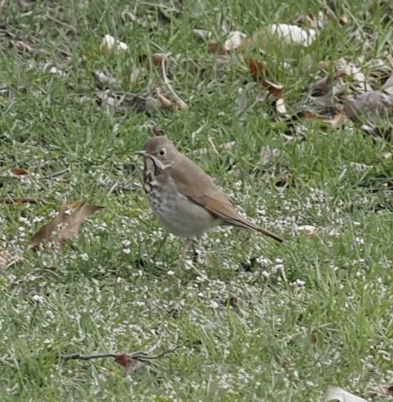 קיכלי חלוד-זנב - ML555077781