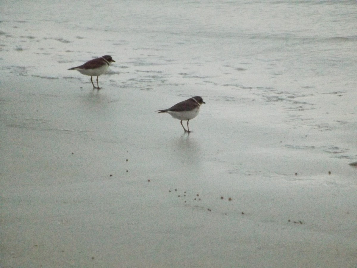 Semipalmated Plover - ML555077901