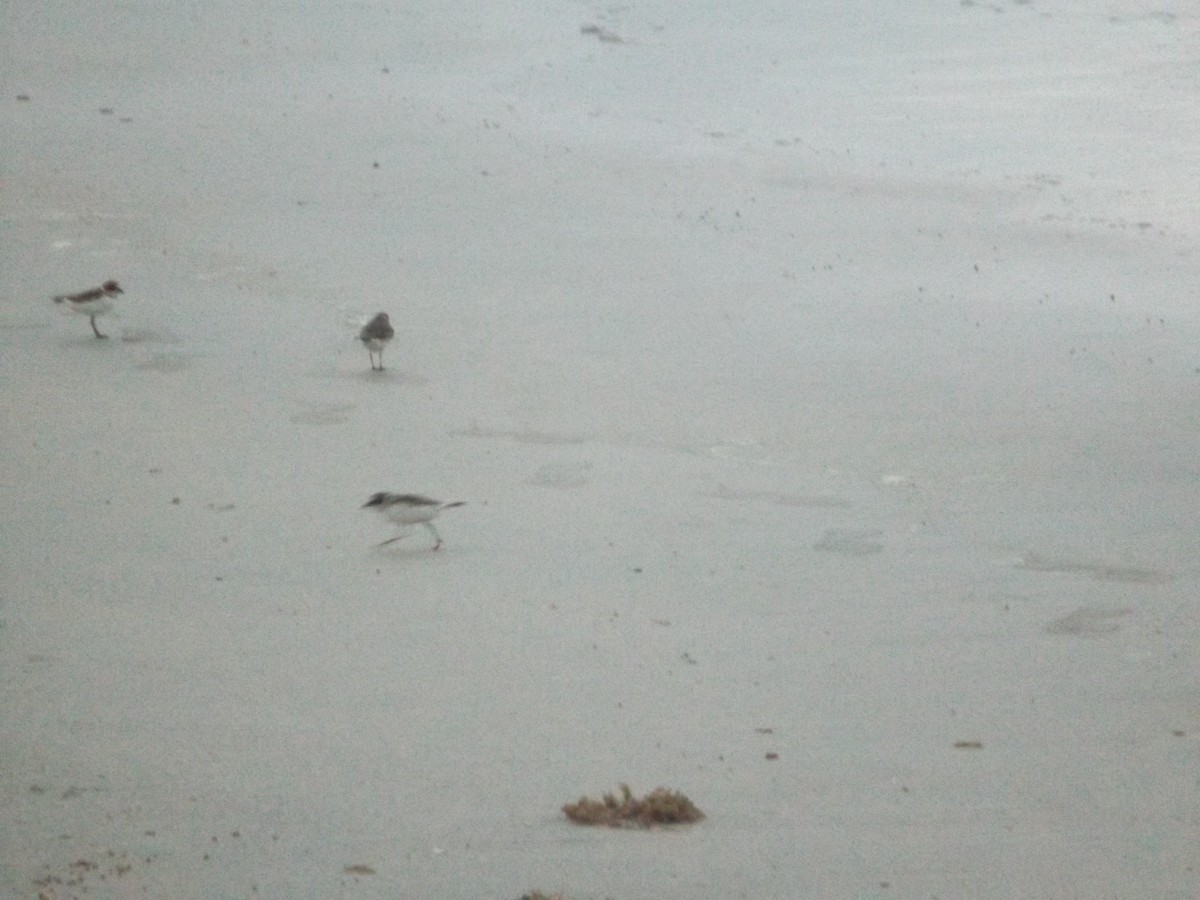 Semipalmated Plover - UEDSON REGO