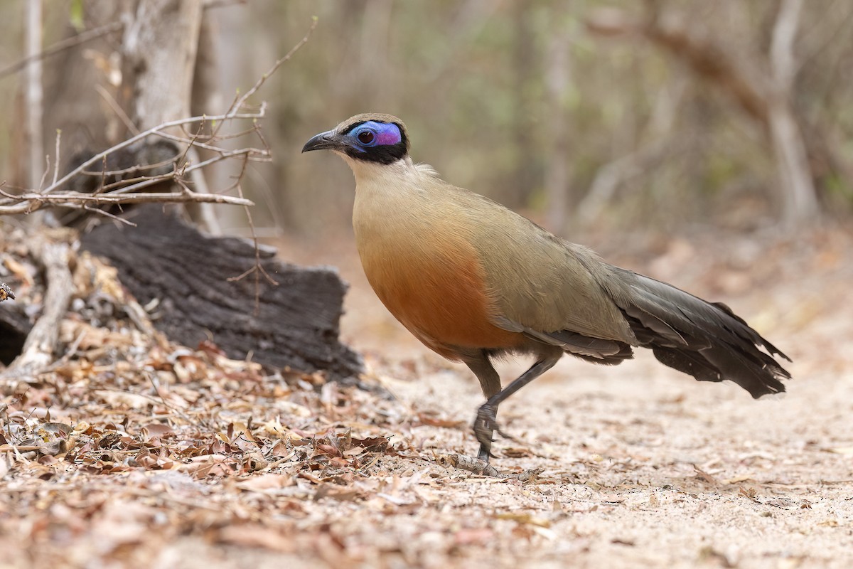 Giant Coua - Chris Venetz | Ornis Birding Expeditions