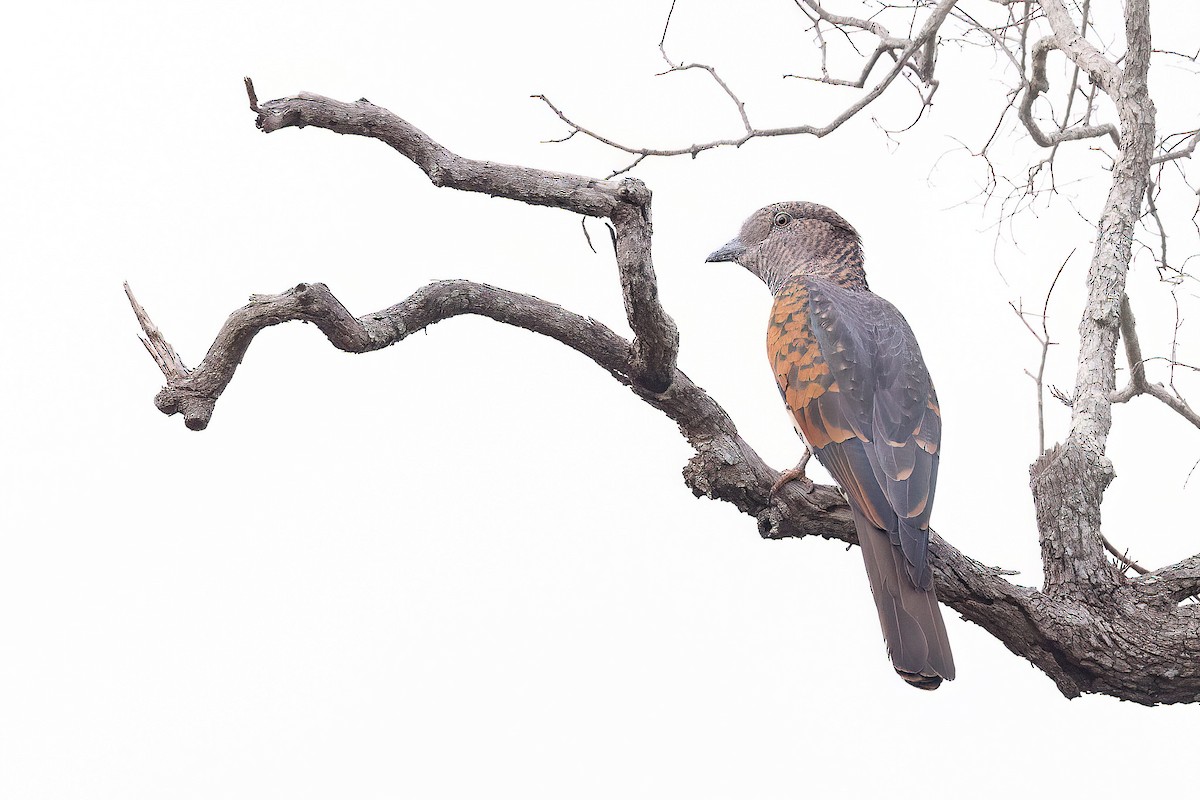 Cuckoo-roller - Chris Venetz | Ornis Birding Expeditions