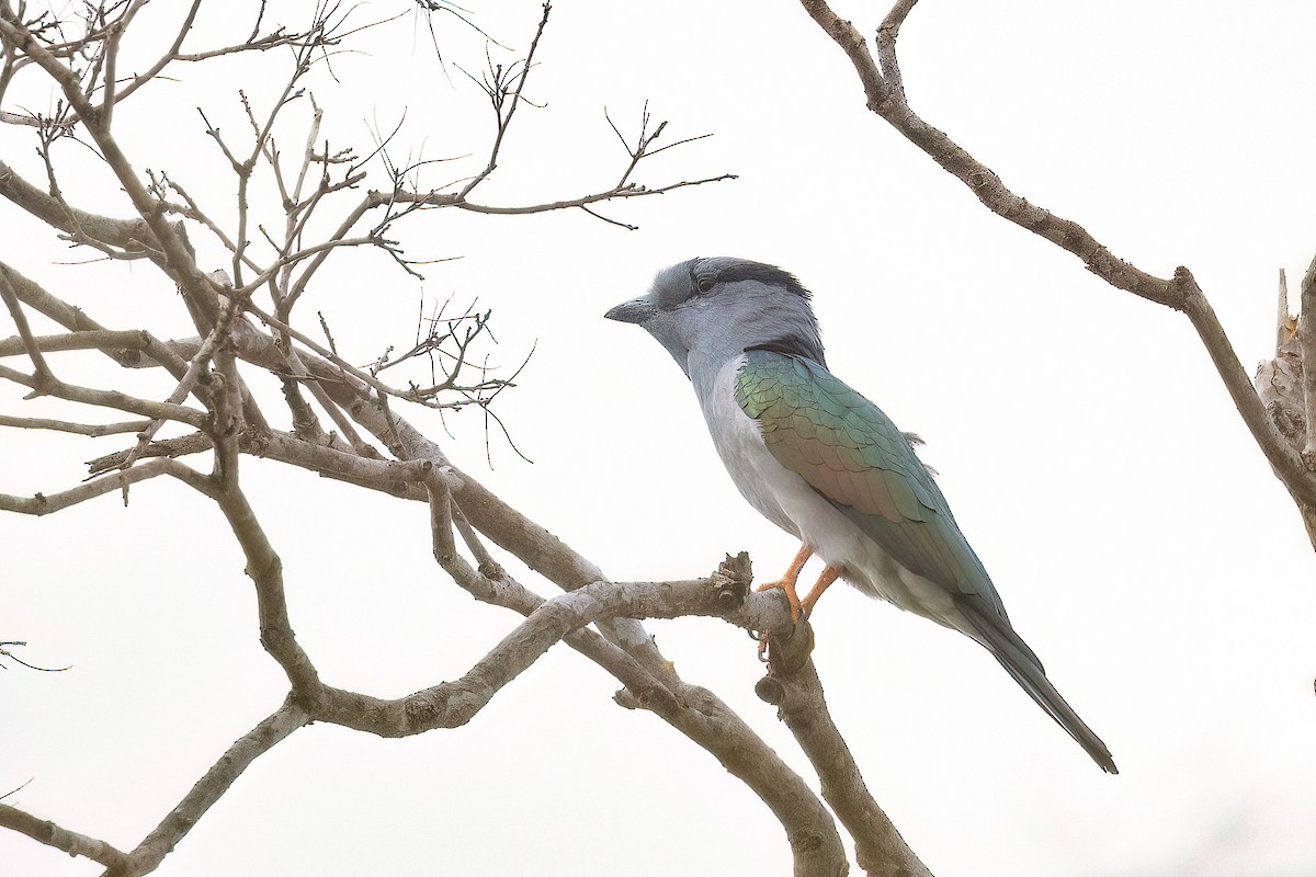 Cuckoo-roller - Chris Venetz | Ornis Birding Expeditions