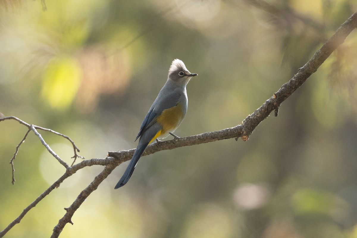 Gray Silky-flycatcher - ML555081651