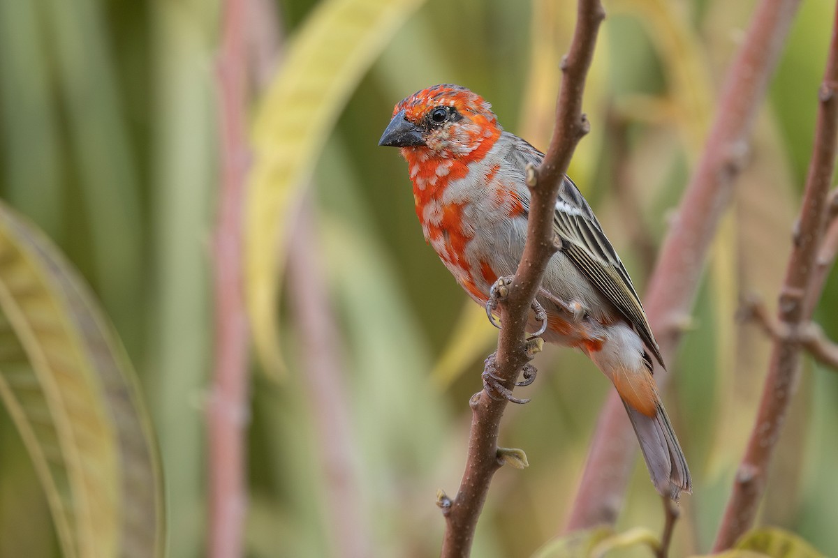 Red Fody - Chris Venetz | Ornis Birding Expeditions