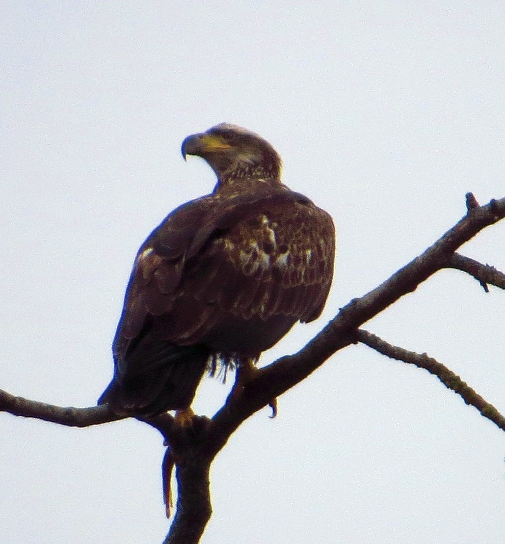 Bald Eagle - ML555085531