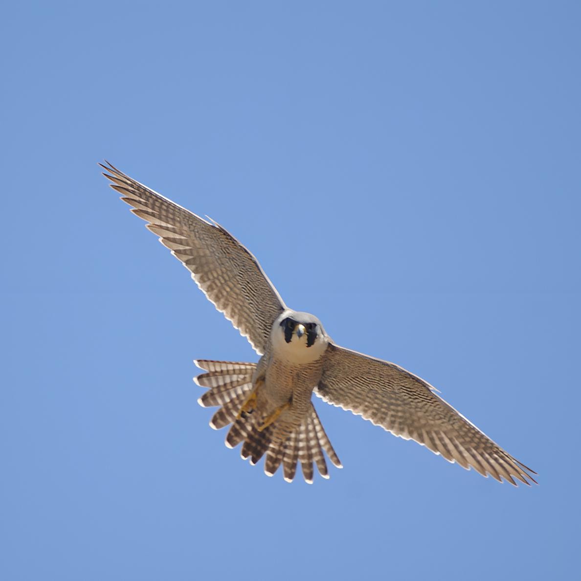 Peregrine Falcon - ML555085681