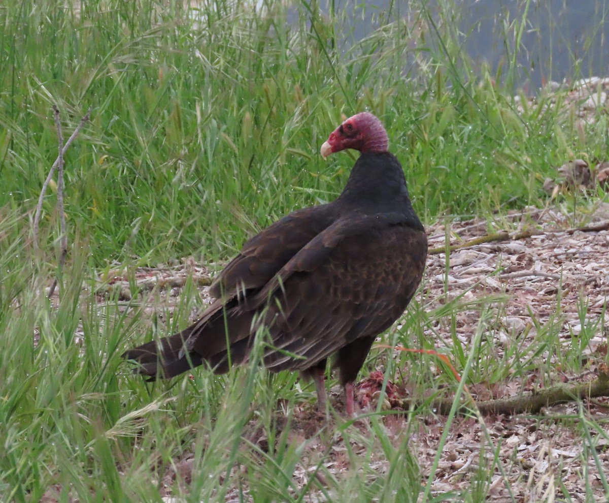 Turkey Vulture - ML555086981