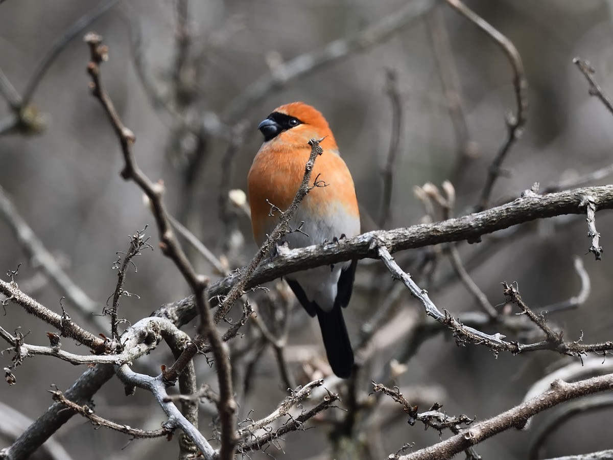 Red-headed Bullfinch - Oleg Chernyshov