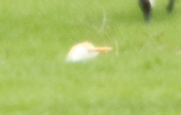 Western Cattle Egret - logan kahle