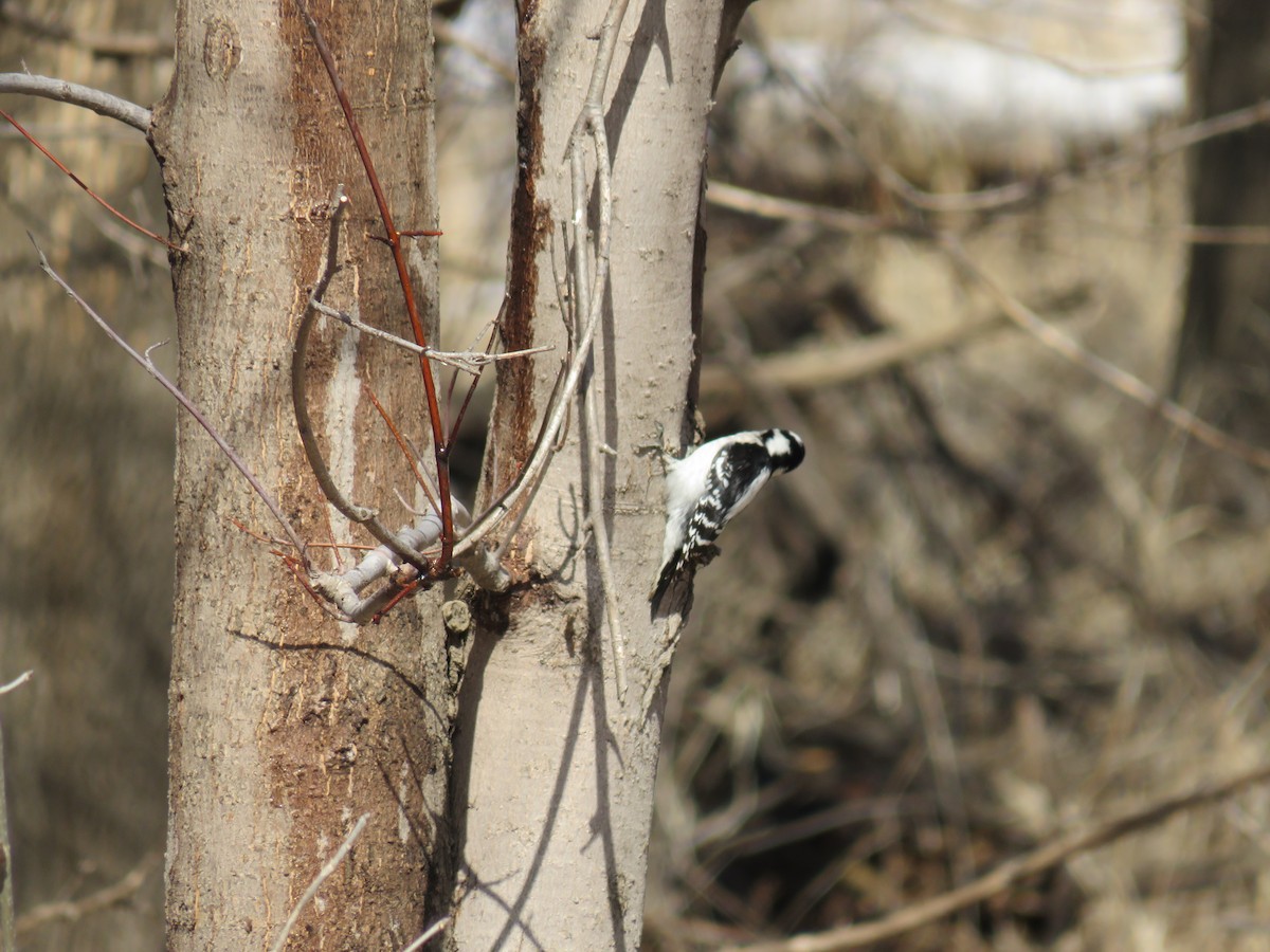 Downy Woodpecker - ML555088161