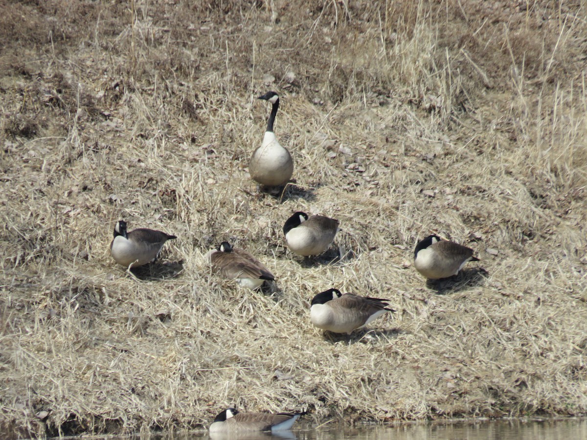 Canada Goose - ML555088411