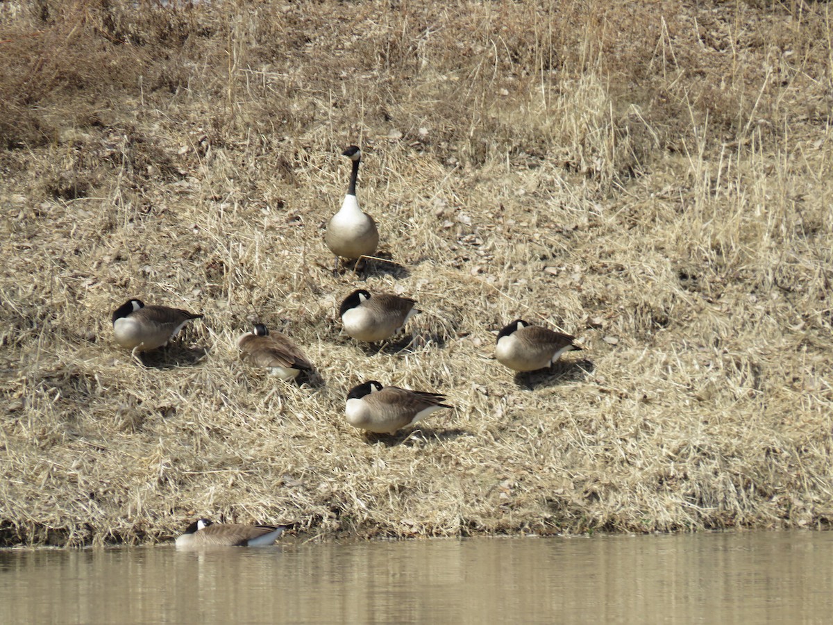 Canada Goose - ML555088551