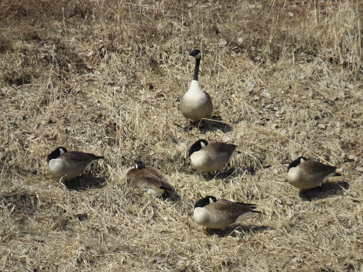 Canada Goose - ML555088731