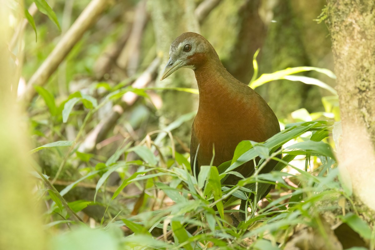 Madagascar Forest Rail - Chris Venetz | Ornis Birding Expeditions