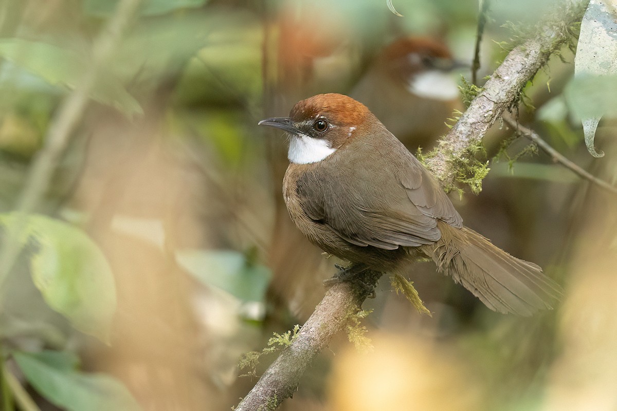 White-throated Oxylabes - Chris Venetz | Ornis Birding Expeditions