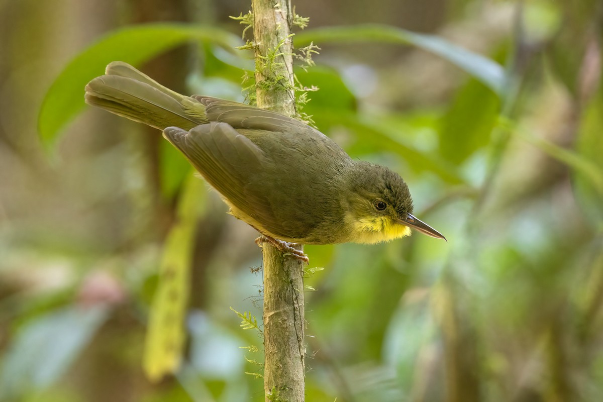 Long-billed Bernieria - ML555089951